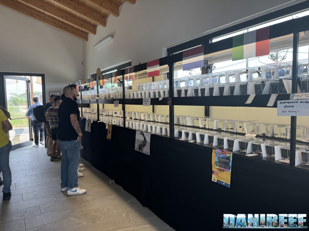 Italian Betta Show 2025 alla Mangrovia di Carvico