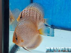 Perché lo stand New Exotica Discus Farm ha ipnotizzato tutti ad AcquariaItalia