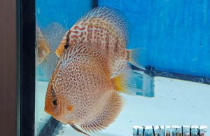 Perché lo stand New Exotica Discus Farm ha ipnotizzato tutti ad AcquariaItalia