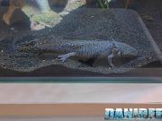 Conosciamo gli Axolotl con Lovely Pets Forlì ad AcquariaItalia 2025