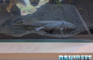 Conosciamo gli Axolotl con Lovely Pets Forlì ad AcquariaItalia 2025