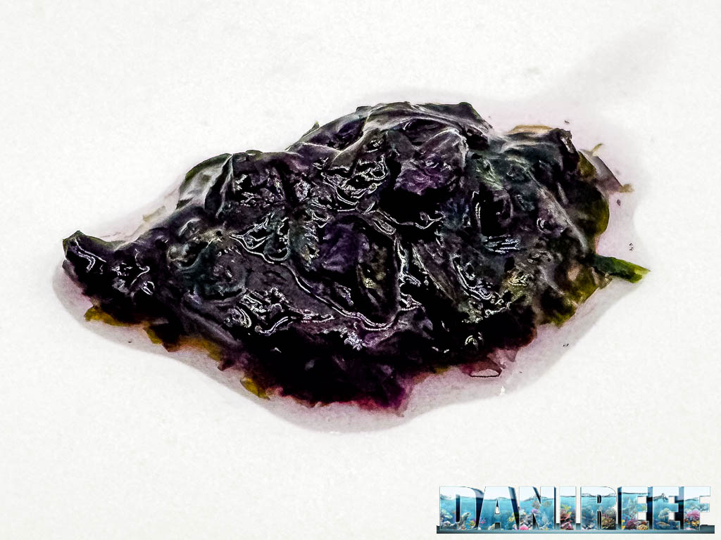 BEA Algae Fresh appena estratte dalla confezione