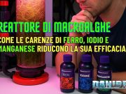 Reattore di macroalghe: carenze di ferro, iodio e manganese riducono l’efficacia Macroalghe