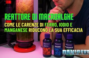 Reattore di macroalghe: carenze di ferro, iodio e manganese riducono l’efficacia Macroalghe