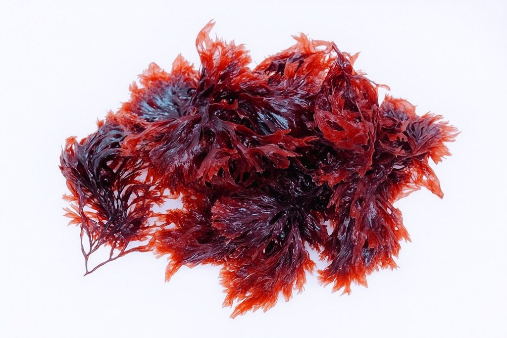 Alga Gracilaria spp.