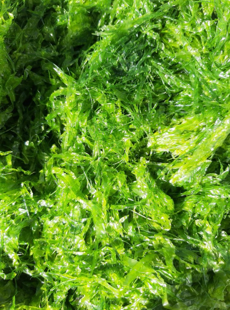 BEA Algae Fresh