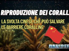 Riproduzione dei coralli: la rivoluzione dalla Cina per salvare il reef riproduzione coralli