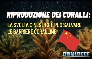 Riproduzione dei coralli: la rivoluzione dalla Cina per salvare il reef riproduzione coralli