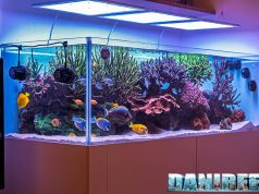 I 10 articoli più letti su DaniReef negli ultimi 365 giorni