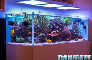 I 10 articoli più letti su DaniReef negli ultimi 365 giorni