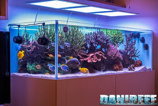 I 10 articoli più letti su DaniReef negli ultimi 365 giorni