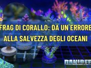 Frag di corallo: da un errore alla salvezza degli oceani fragdicorallo
