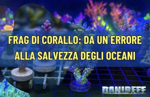 Frag di corallo: da un errore alla salvezza degli oceani fragdicorallo