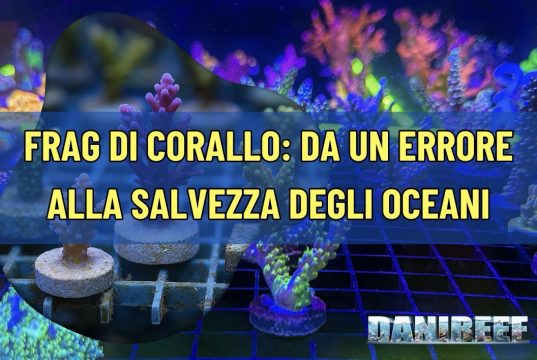 Frag di corallo: da un errore alla salvezza degli oceani fragdicorallo