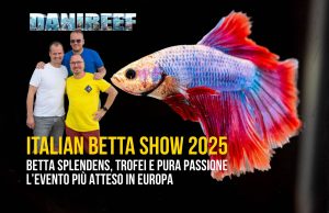 Italian Betta Show uno spettacolo di colori: terza edizione by “La Mangrovia”