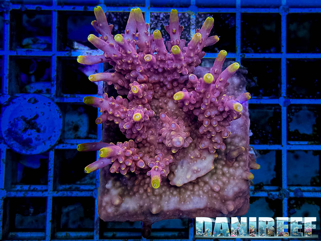 Luce blu vs luce bianca in acquario