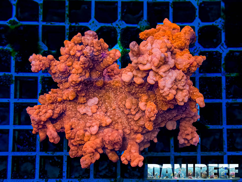 coralli rossi e rosa