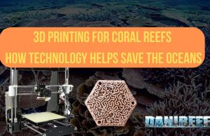 3D printing for coral reefs: how technology helps save the Oceans