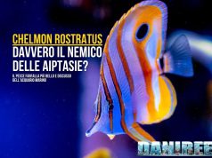 Chelmon rostratus: incantevole, delicato… e nemico delle aiptasie?