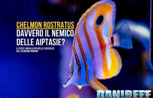 Chelmon rostratus: incantevole, delicato… e nemico delle aiptasie?