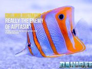 Chelmon rostratus: stunning, delicate… and the enemy of Aiptasia?