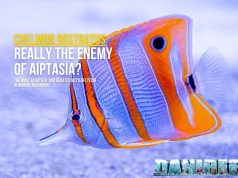 Chelmon rostratus: stunning, delicate… and the enemy of Aiptasia?