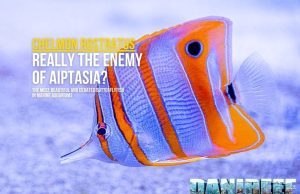 Chelmon rostratus: stunning, delicate… and the enemy of Aiptasia?
