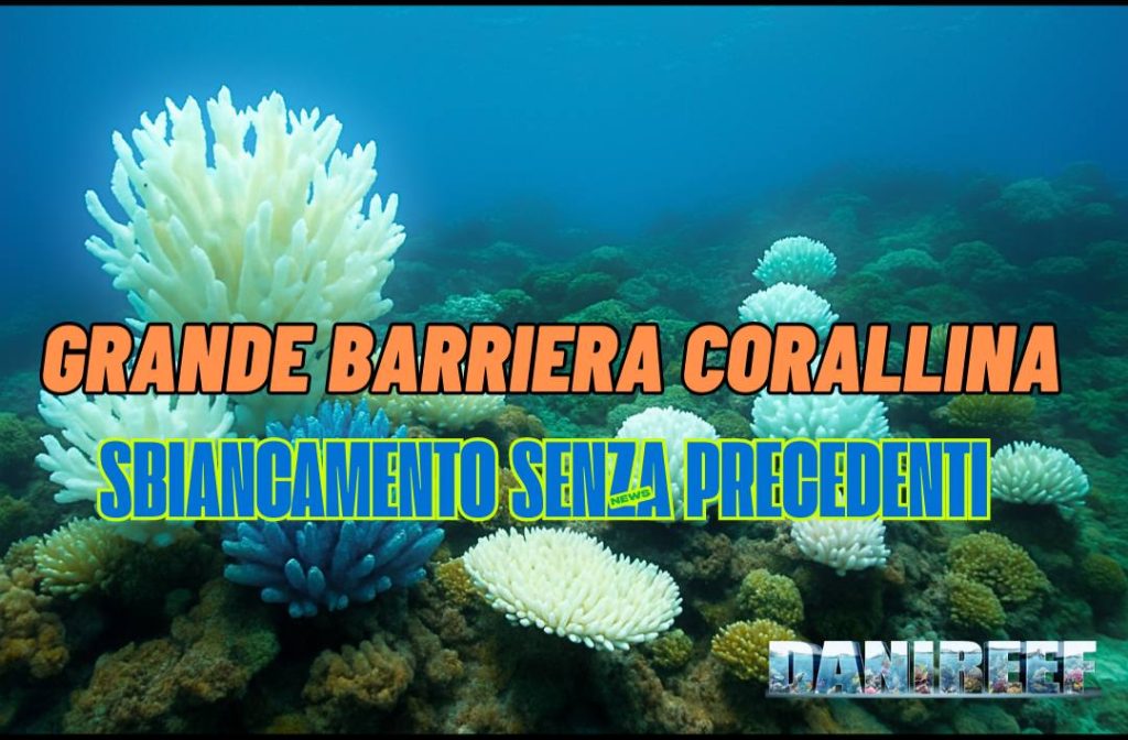 bleaching coralli sbiancamento barriera corallina stress luce temperatura