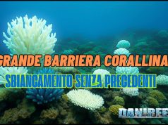 Grande Barriera Corallina: sbiancamento record 2024-2025 – 33% di perdita sbiancamento della barriera corallina australiana