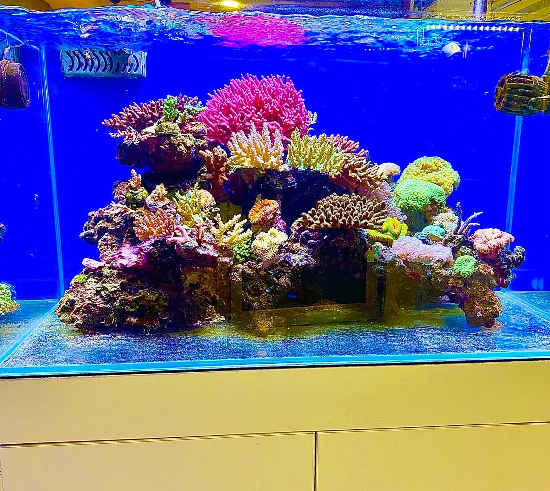 Acquario marino illuminato con coralli