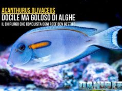 Acanthurus olivaceus la nostra guida completa per acquario marino