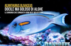 Acanthurus olivaceus la nostra guida completa per acquario marino