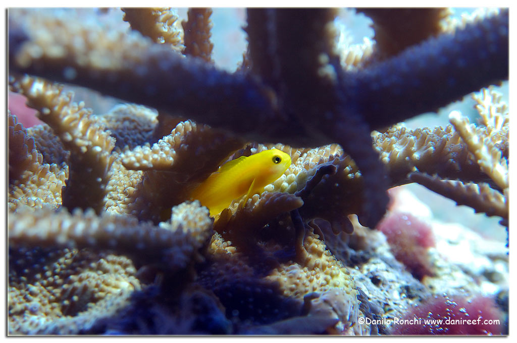 Gobiodon okinawae in aquarium, bright yellow nano goby among Acropora branches
