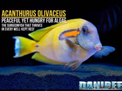 Acanthurus olivaceus: the complete guide for the marine aquarium