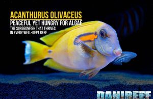 Acanthurus olivaceus: the complete guide for the marine aquarium