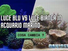 Luce blu o luce bianca in acquario marino: cosa cambia? Luce blu vs luce bianca in acquario marino