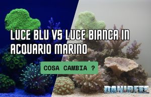 Luce blu o luce bianca in acquario marino: cosa cambia? Luce blu vs luce bianca in acquario marino
