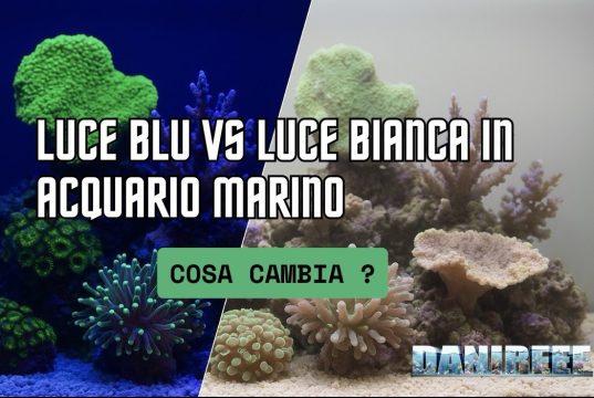 Luce blu o luce bianca in acquario marino: cosa cambia? Luce blu vs luce bianca in acquario marino