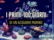 I Primi 100 giorni di un acquario marino: guida completa primi 100 giorni acquario marino con regolazione luce e detritivori