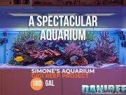 Simone’s Spectacular Reef Aquarium — Gigi Reef Project