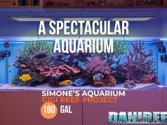 Simone’s Spectacular Reef Aquarium — Gigi Reef Project