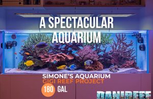Simone’s Spectacular Reef Aquarium — Gigi Reef Project