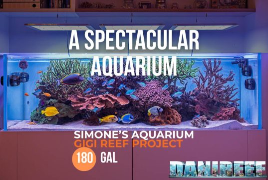 Simone’s Spectacular Reef Aquarium — Gigi Reef Project