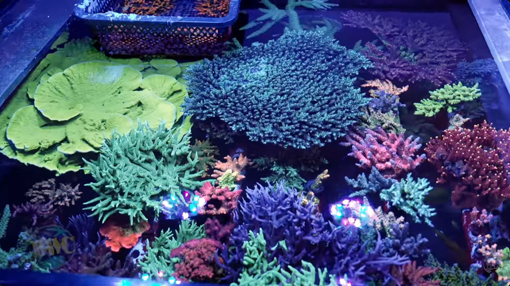 Illuminazione e nutrienti in acquario marino: la lezione di John Yull di ReefWorks per far crescere coralli SPS in modo spettacolare