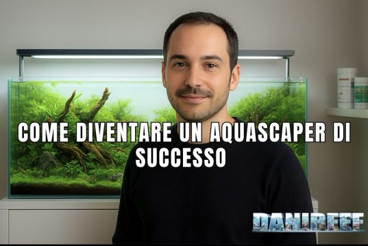 Guida all’Aquascaping: come prepararsi per lo IAPLC aquascaper