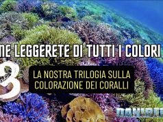 Capire i colori più difficili dei coralli: la trilogia blu, rosso e giallo