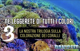 Capire i colori più difficili dei coralli: la trilogia blu, rosso e giallo