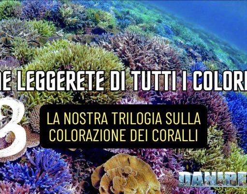 Capire i colori più difficili dei coralli: la trilogia blu, rosso e giallo