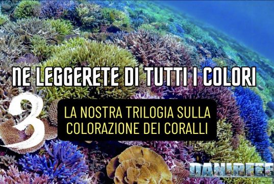 Capire i colori più difficili dei coralli: la trilogia blu, rosso e giallo