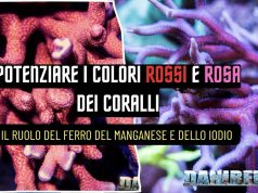 Coralli rossi e rosa: pigmenti, microelementi e luce per colori intensi colori rossi e rosa dei coralli
